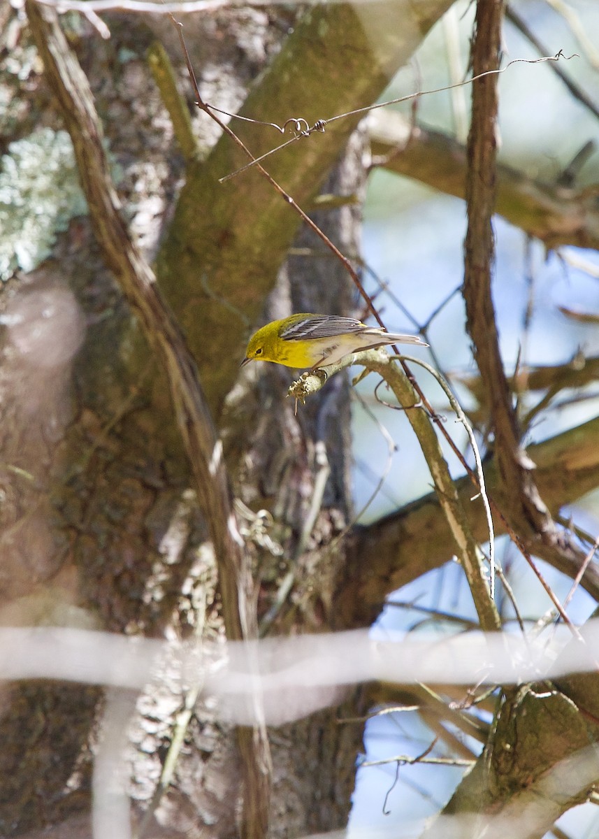 Pine Warbler - ML218663431