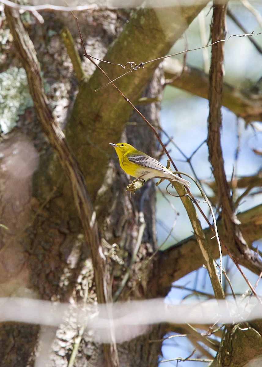 Pine Warbler - Jon Cefus