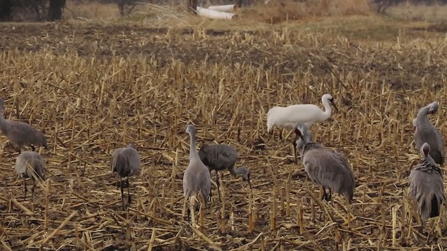 Whooping Crane - ML218664241