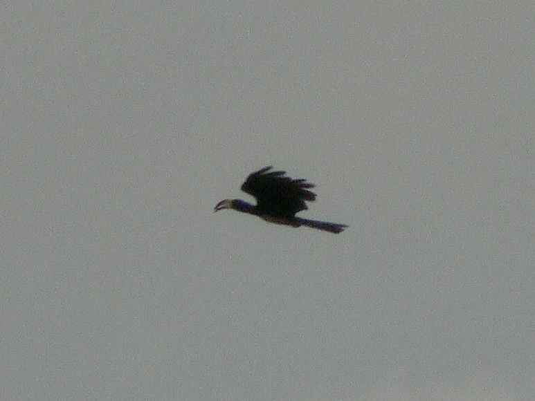 Kongo Alaca Boynuzgagası - ML218664701