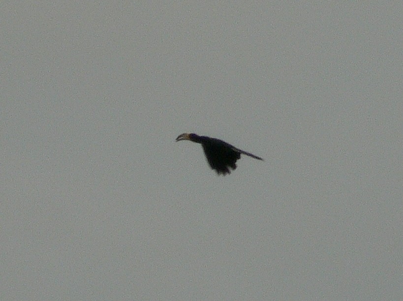 Congo Pied Hornbill - ML218664711