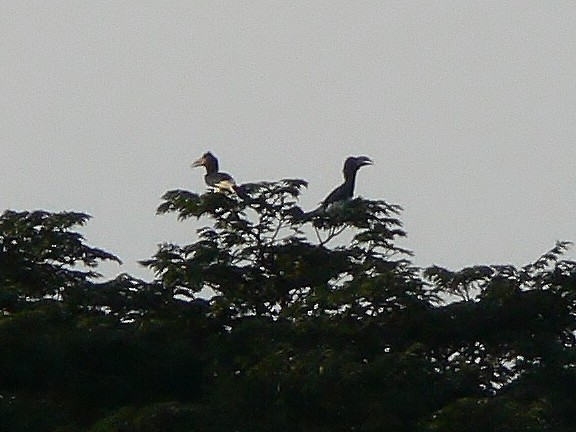 Piping Hornbill - ML218664931