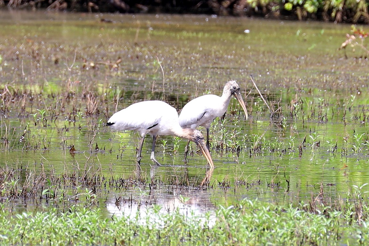 Wood Stork - ML218664981