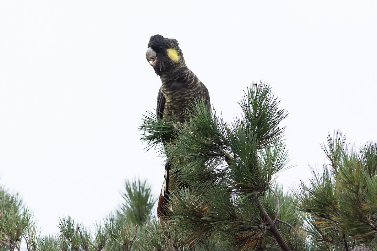 Cacatúa Fúnebre Coliamarilla - ML218665341