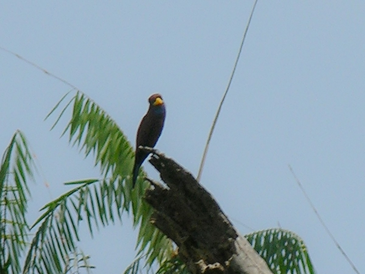 Blue-throated Roller - ML218665791