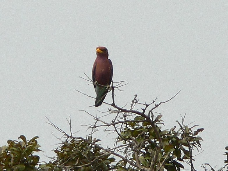 Broad-billed Roller - ML218666351