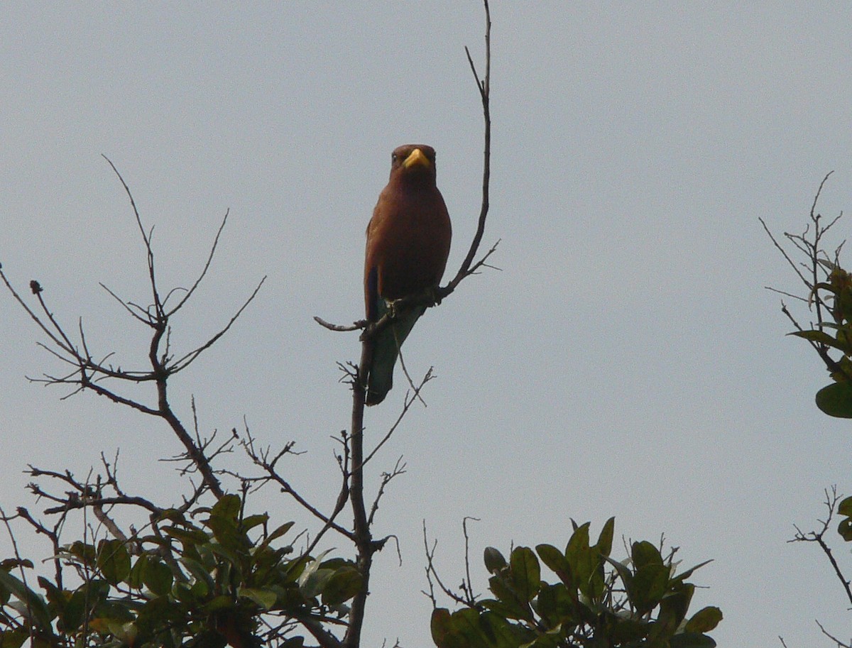 Broad-billed Roller - ML218666361