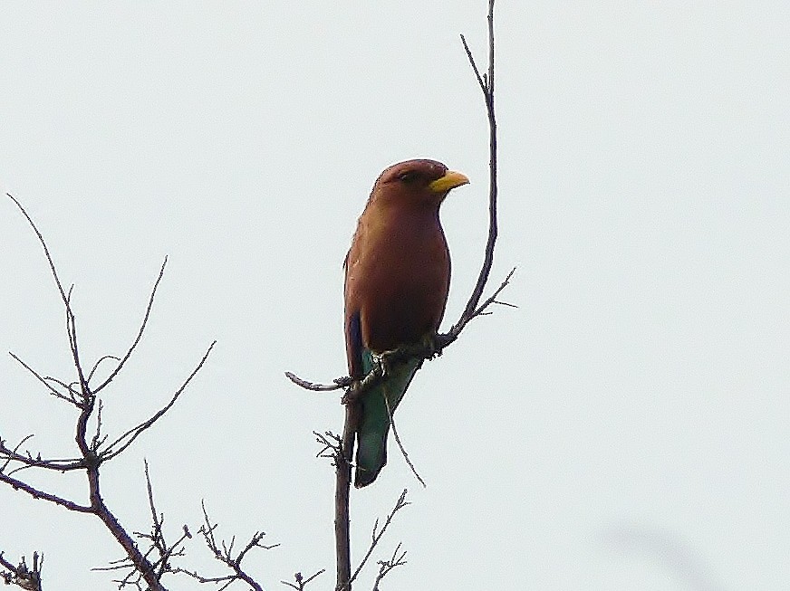 Broad-billed Roller - ML218666371