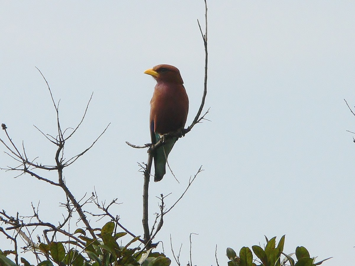 Broad-billed Roller - ML218666381
