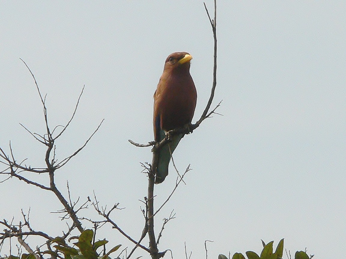 Broad-billed Roller - ML218666391