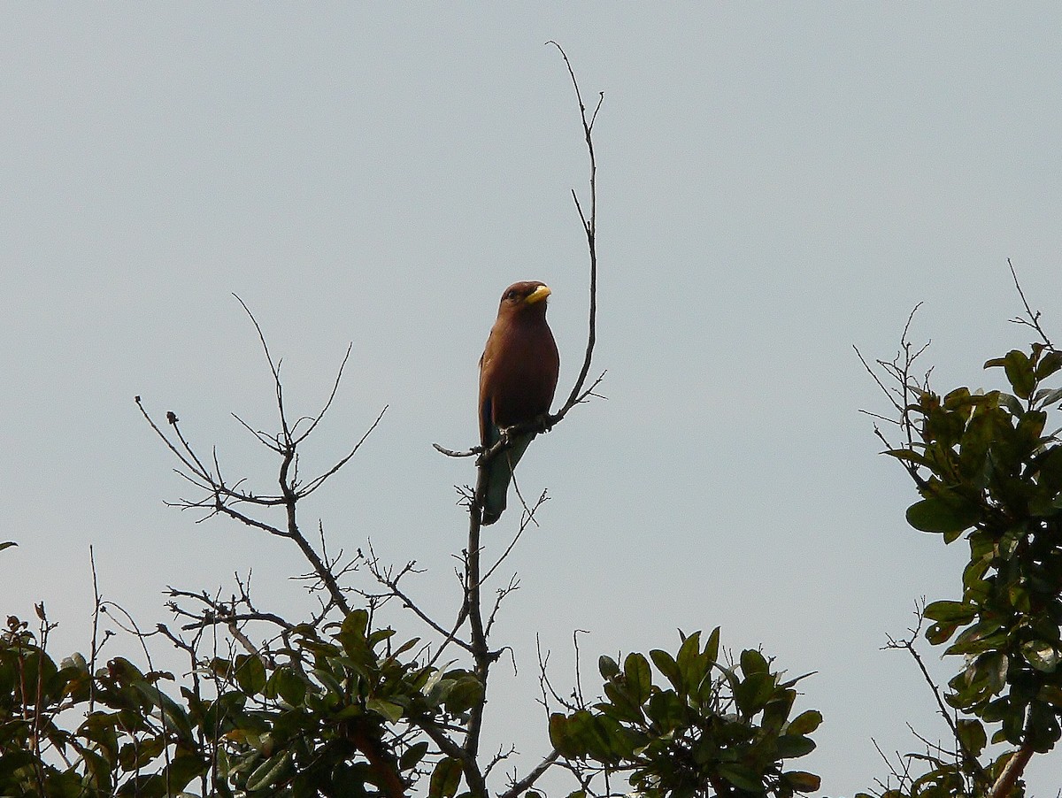 Broad-billed Roller - ML218666401