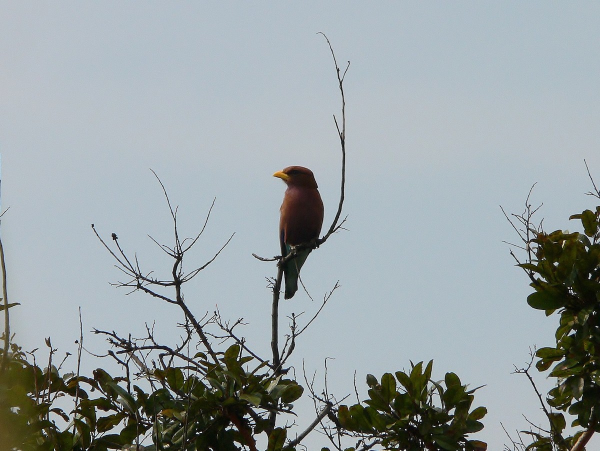 Broad-billed Roller - ML218666411