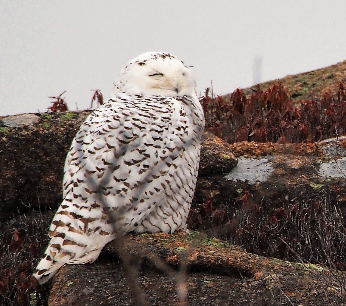 Snowy Owl - ML218666491