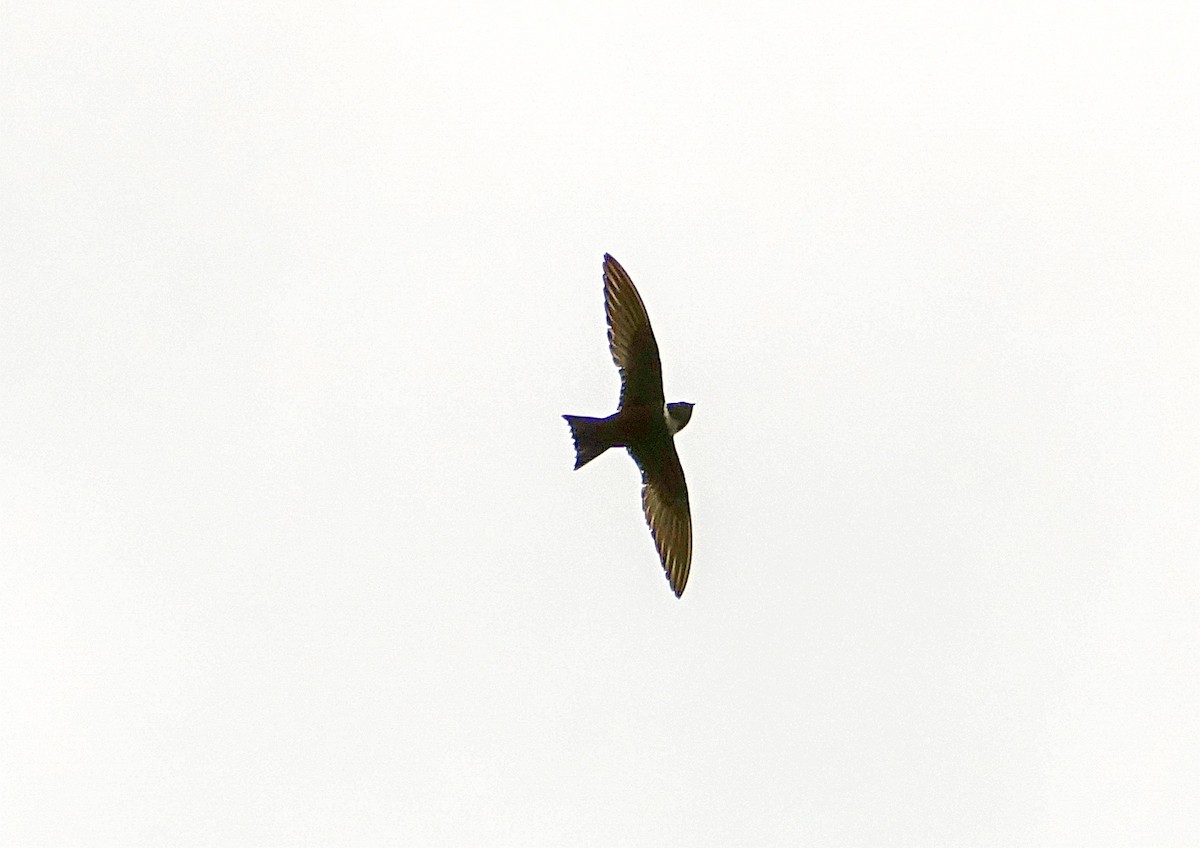 White-collared Swift - ML218666601