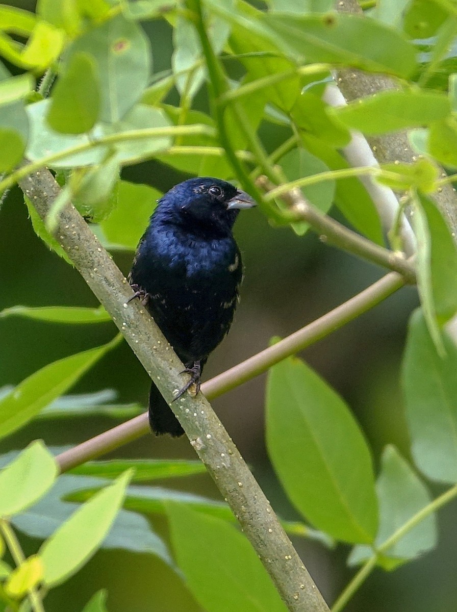Blue-black Grassquit - ML218666611