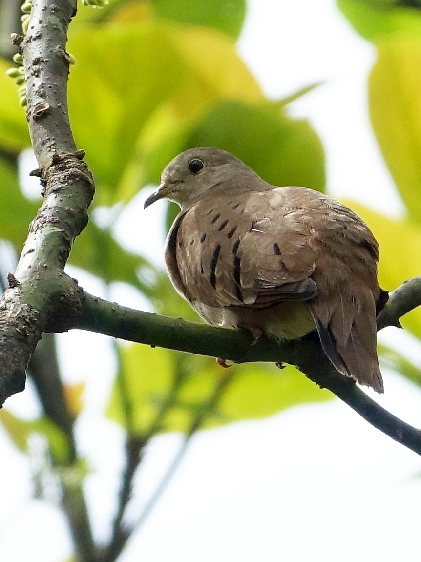 Ruddy Ground Dove - ML218666621