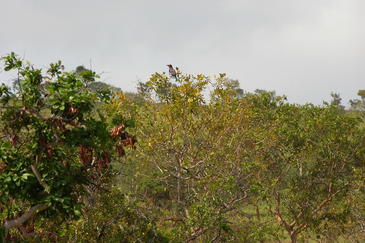 Lilac-breasted Roller - ML218666751