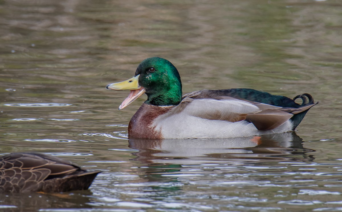 Mallard - Paul Brooks