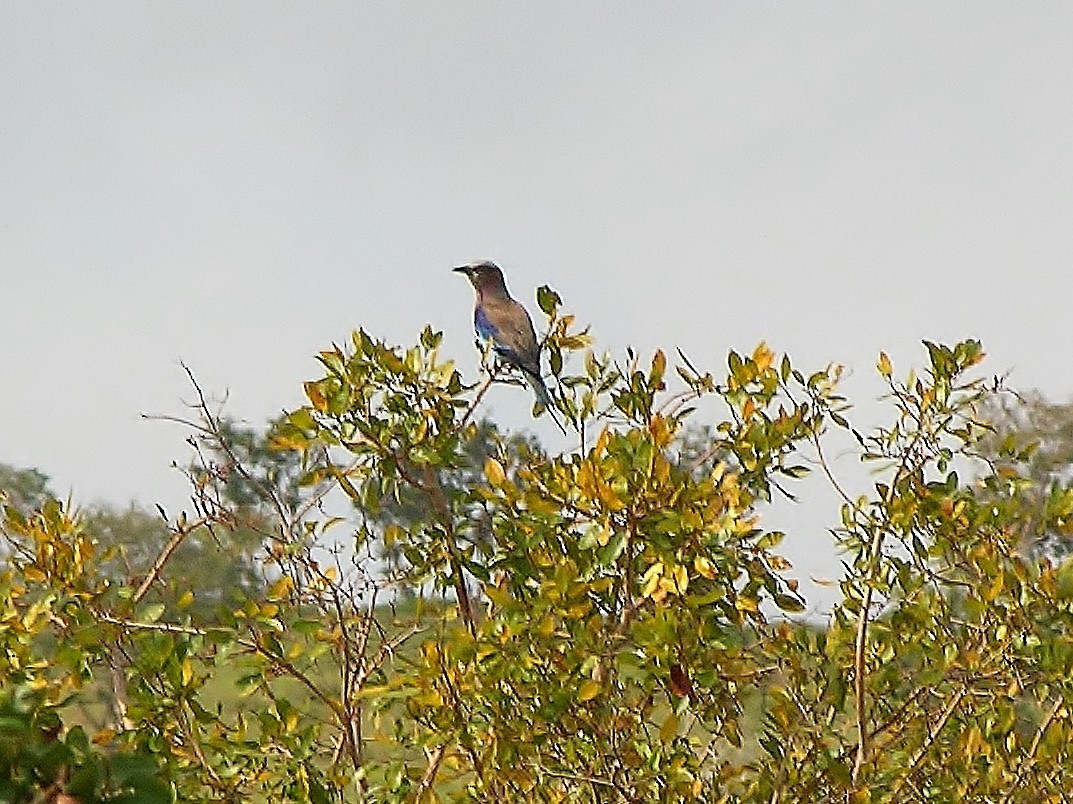 Lilac-breasted Roller - ML218666811