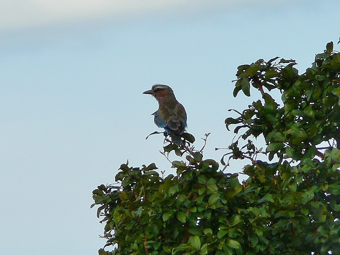 Lilac-breasted Roller - ML218666971