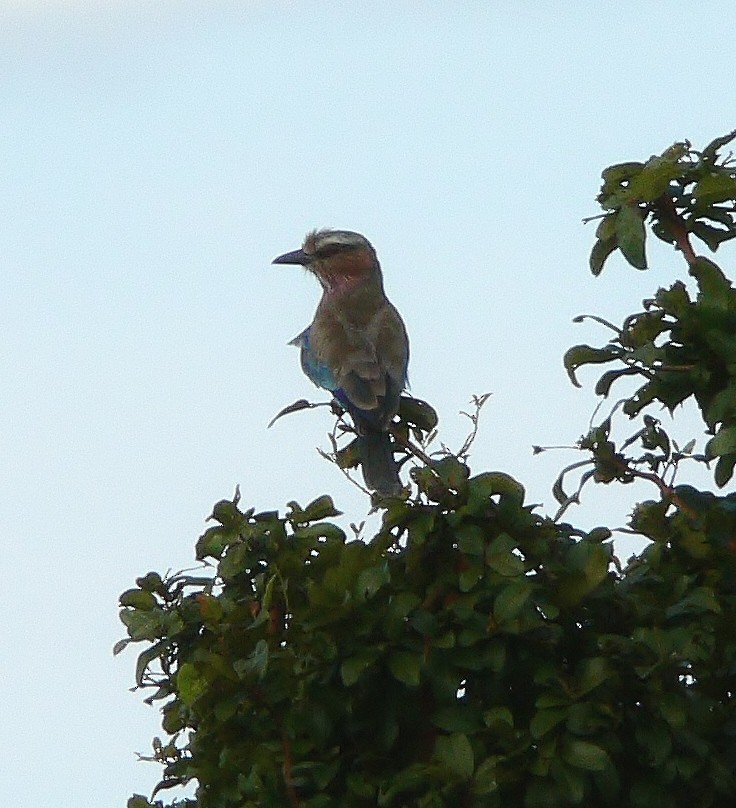 Lilac-breasted Roller - ML218667031