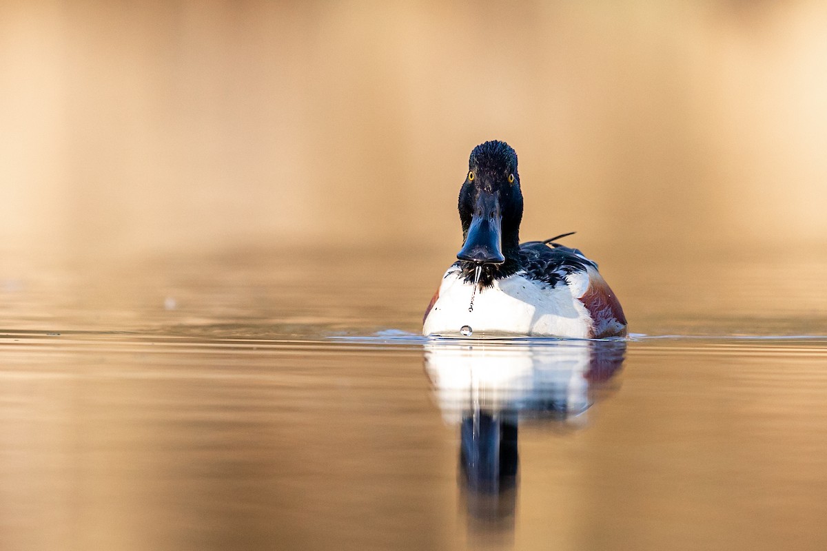 Northern Shoveler - ML218667101