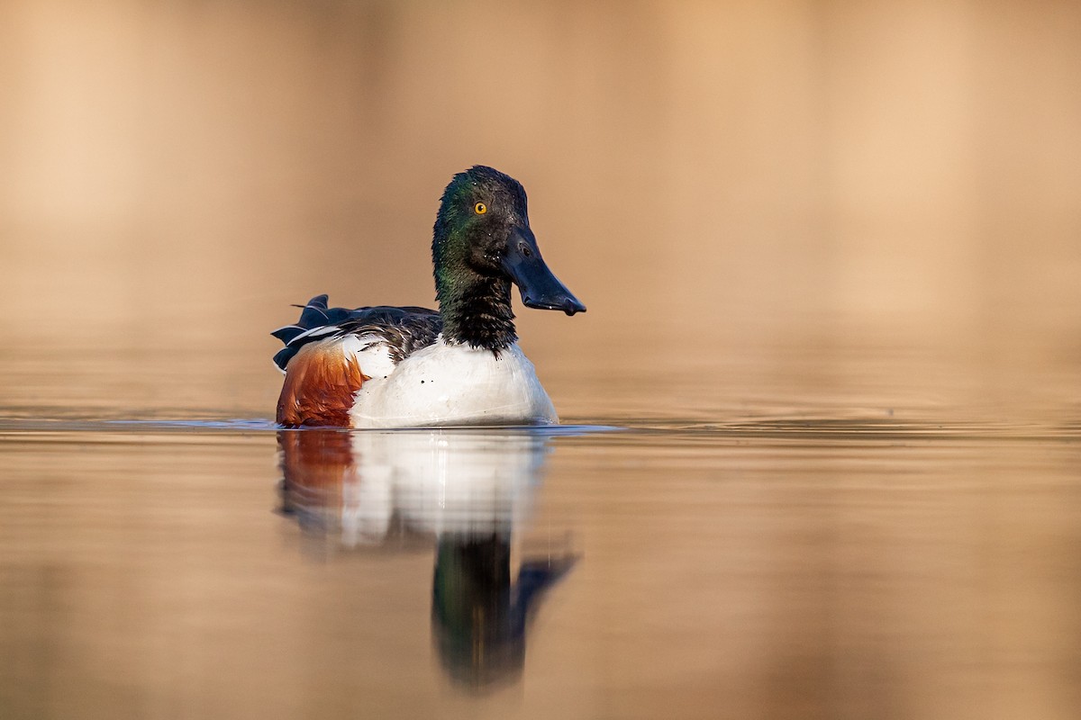 Northern Shoveler - ML218667111