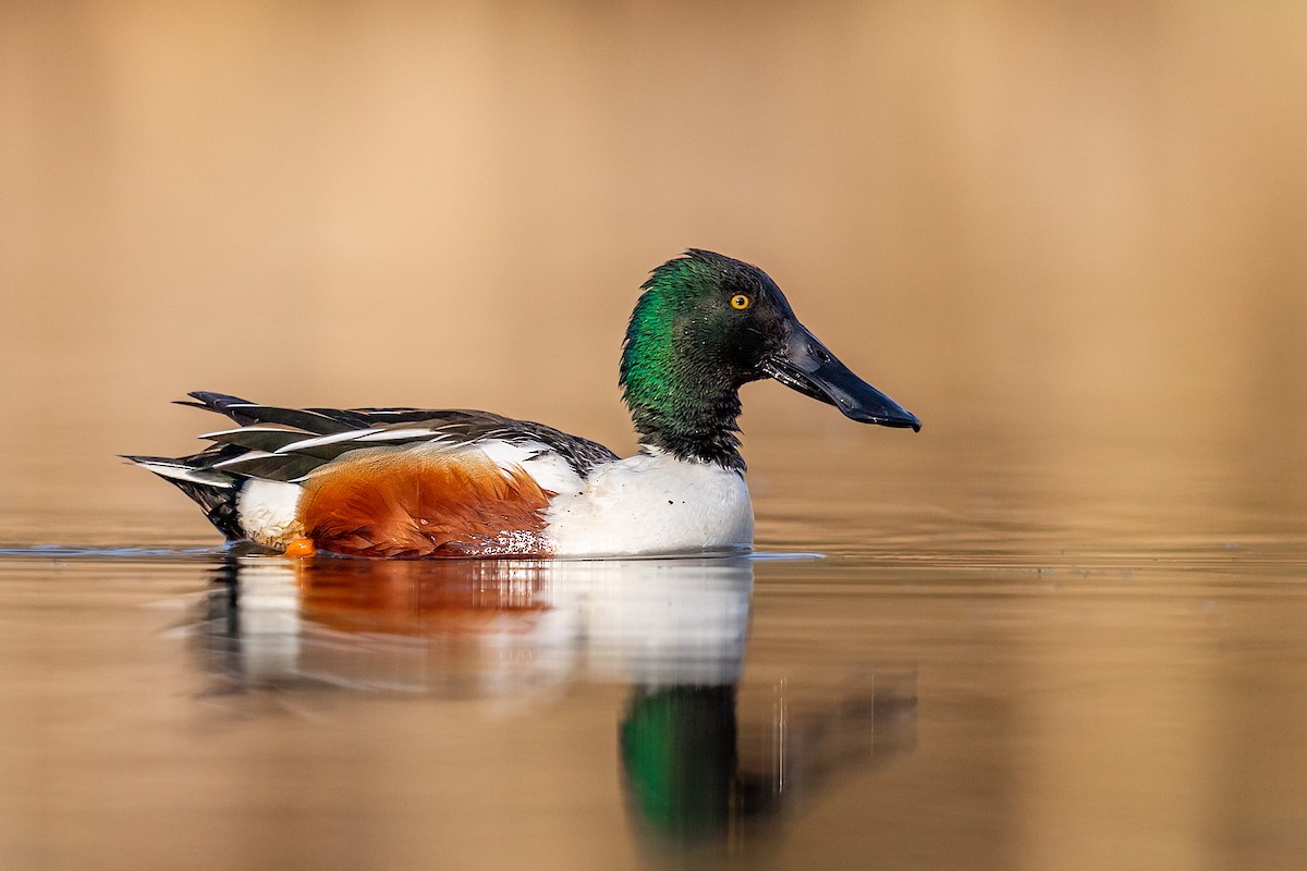 Northern Shoveler - ML218667121