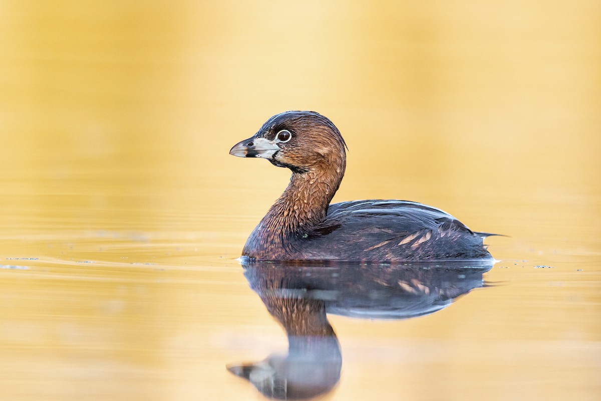 Pied-billed Grebe - Brad Imhoff