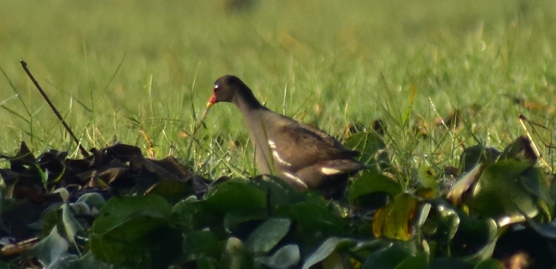 Eurasian Moorhen - ML218667201