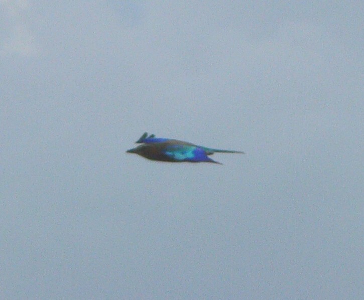 Lilac-breasted Roller - ML218667271