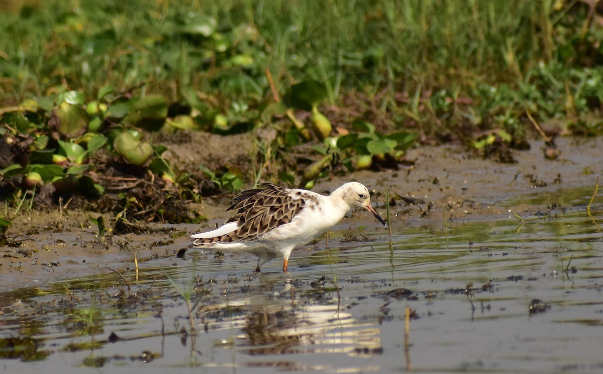 Kampfläufer - ML218667291