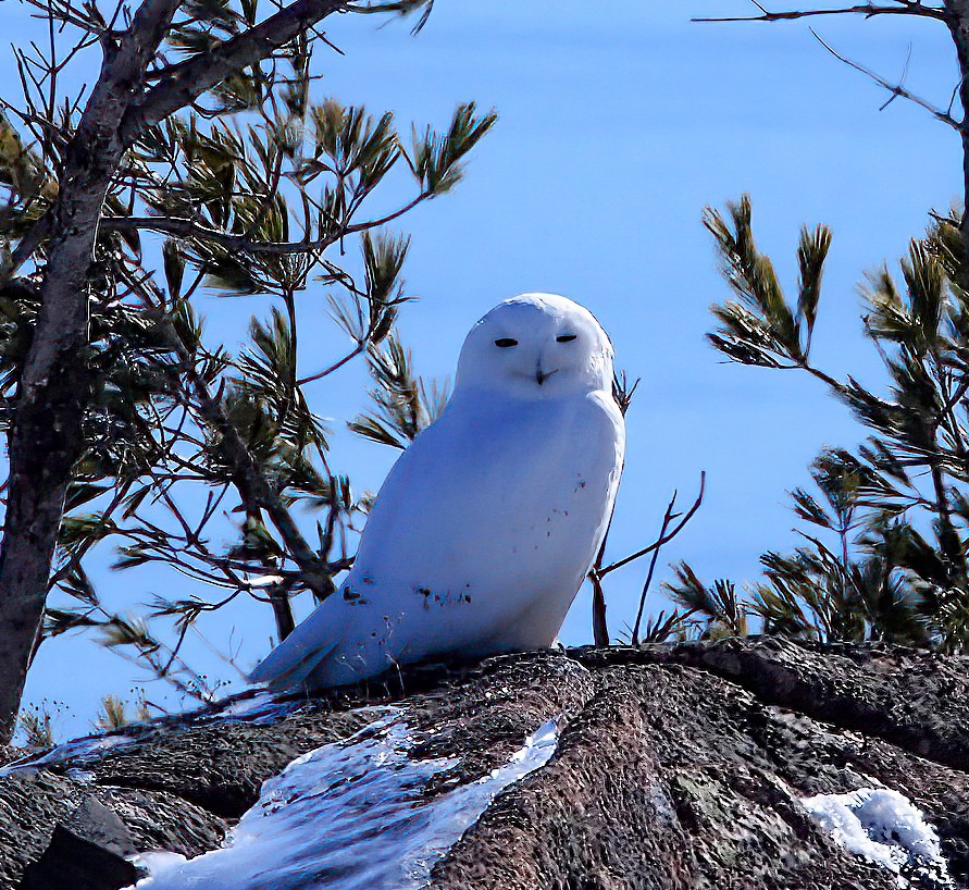 Snowy Owl - ML218667341