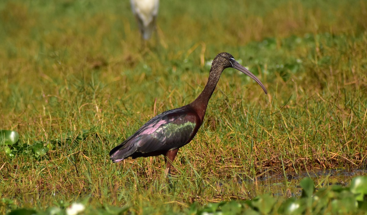 ibis hnědý - ML218667401