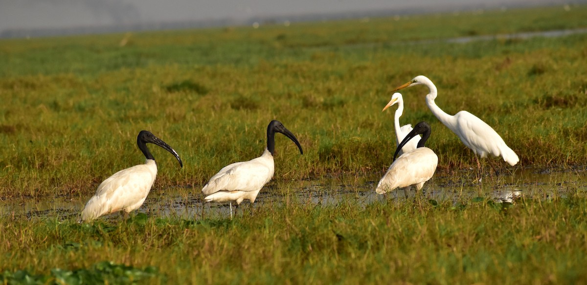 Black-headed Ibis - ML218667411