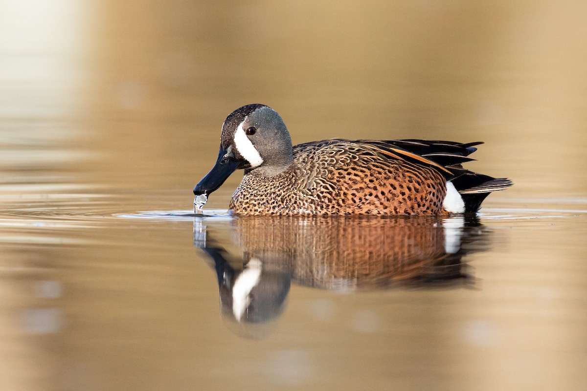 Blue-winged Teal - ML218668641