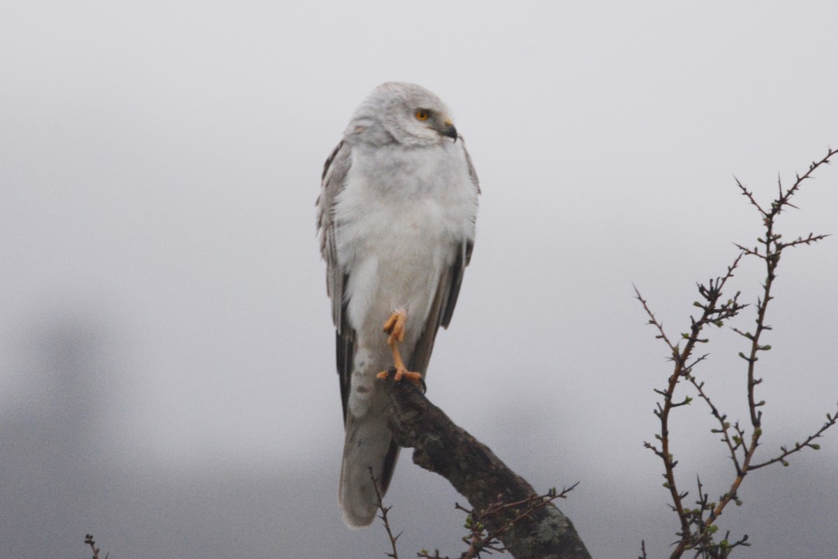 Pallid Harrier - ML218671311