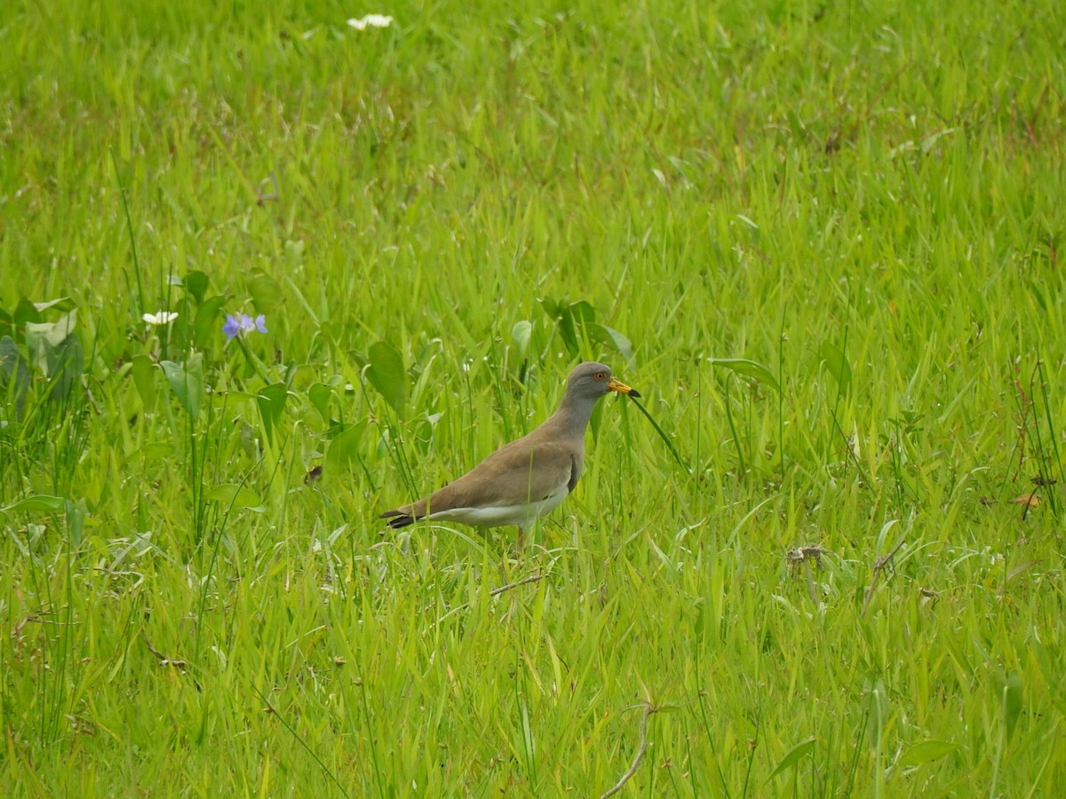 Gray-headed Lapwing - Francis D'Souza