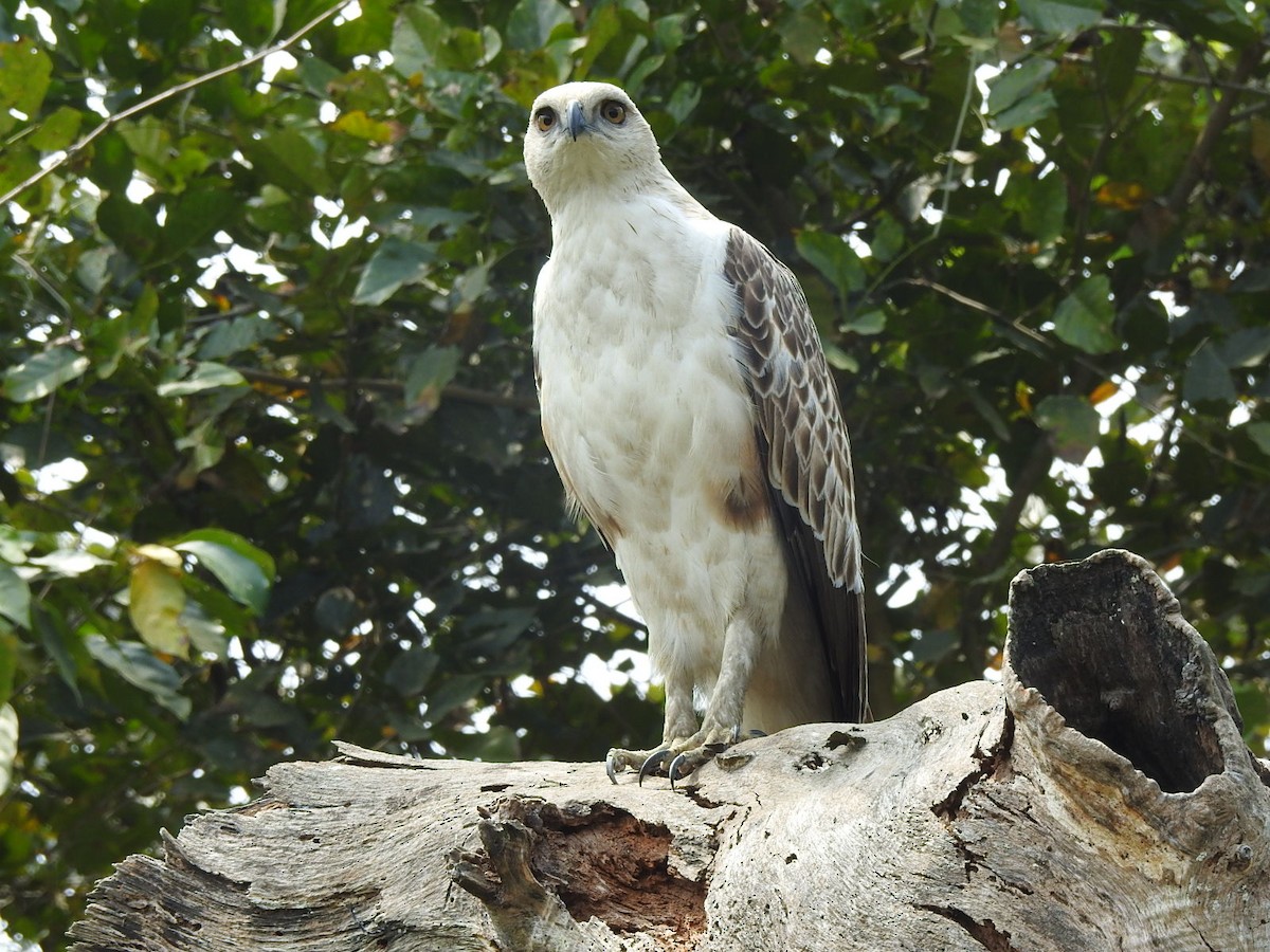 Changeable Hawk-Eagle - Francis D'Souza