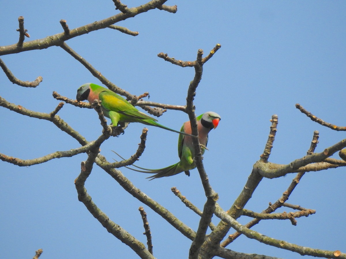 Red-breasted Parakeet - ML218672281