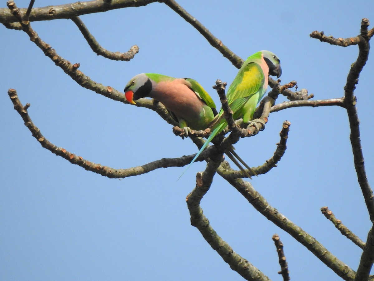 Red-breasted Parakeet - ML218672301