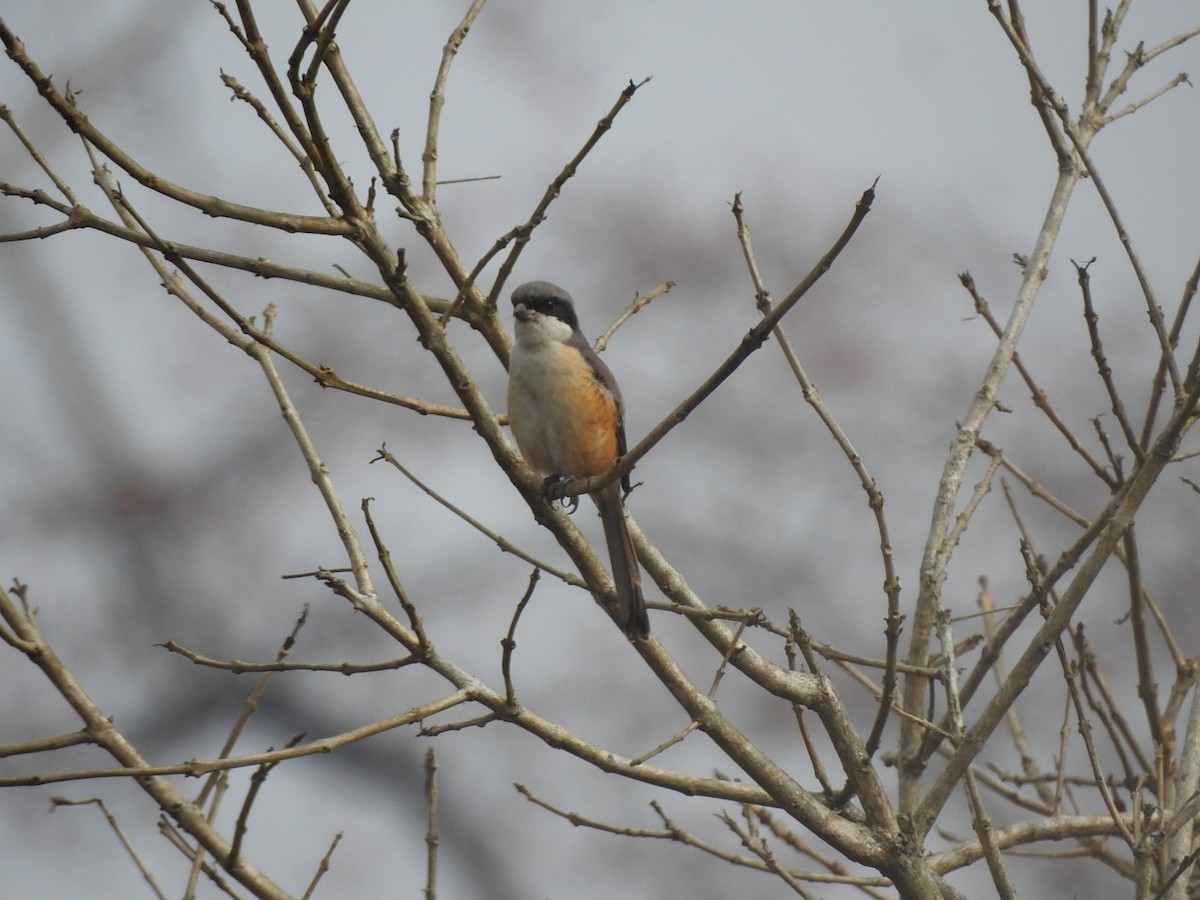 Gray-backed Shrike - ML218672371