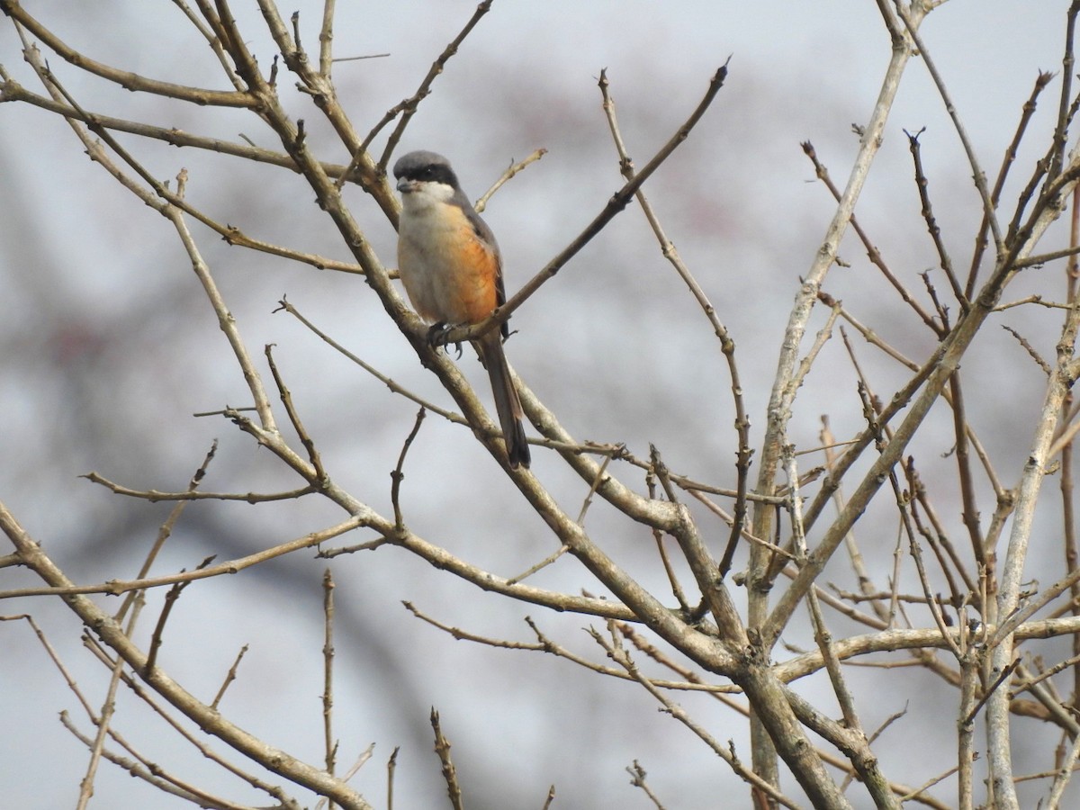 Gray-backed Shrike - ML218672381