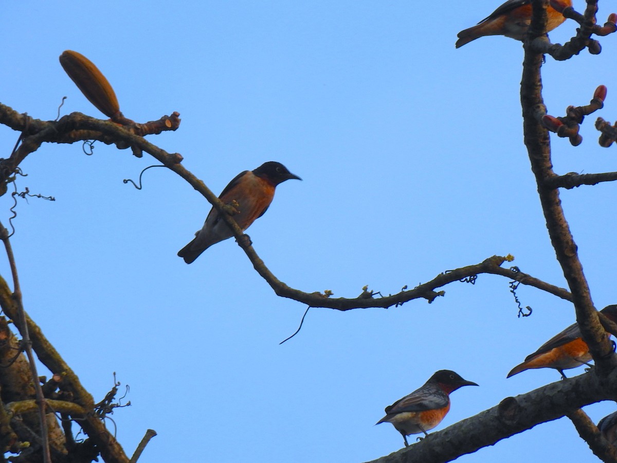 Spot-winged Starling - ML218672411