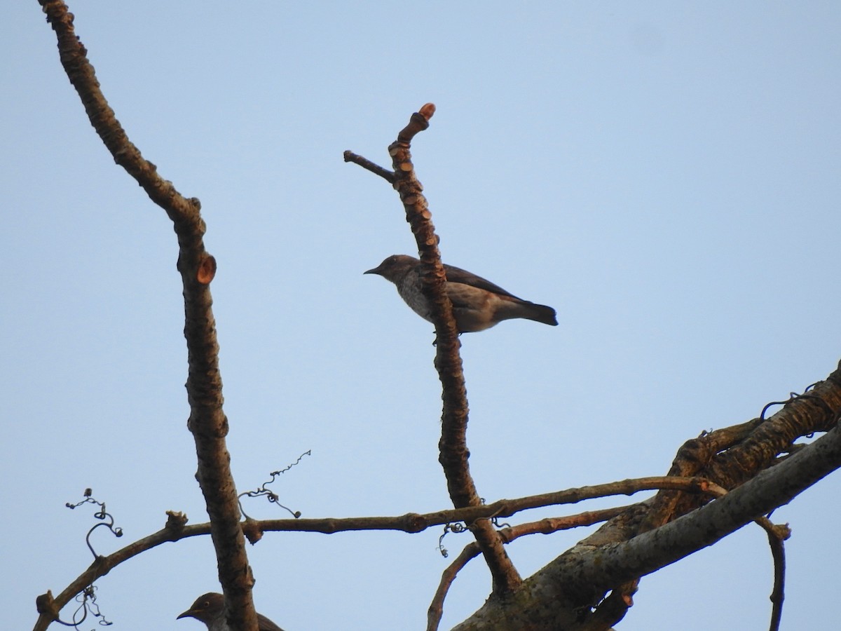 Spot-winged Starling - ML218672421