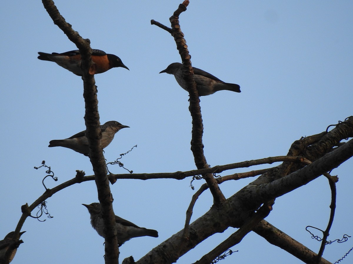 Spot-winged Starling - ML218672431