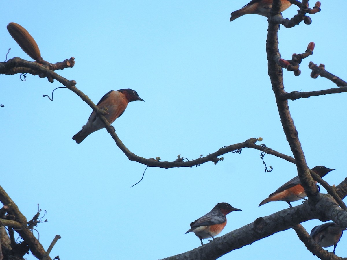 Spot-winged Starling - ML218672441