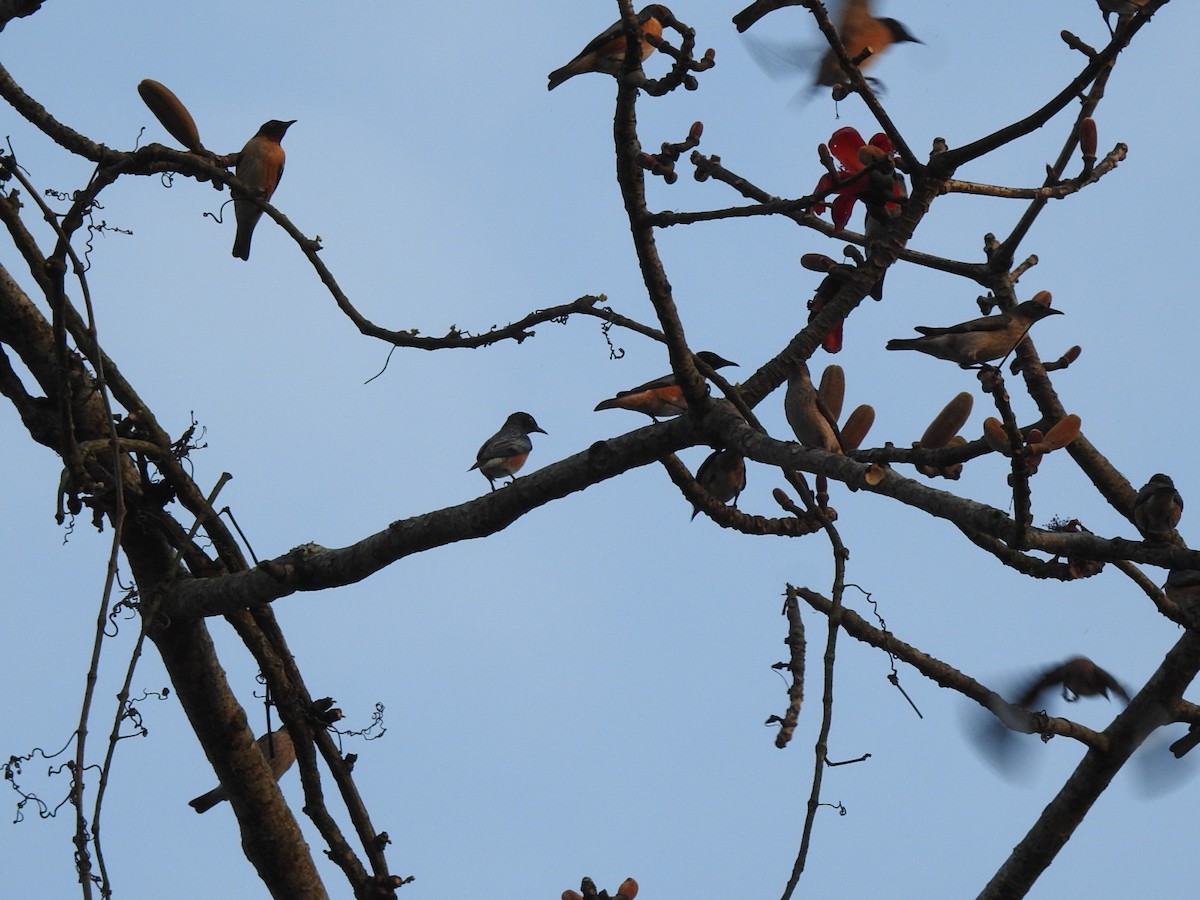 Spot-winged Starling - ML218672451