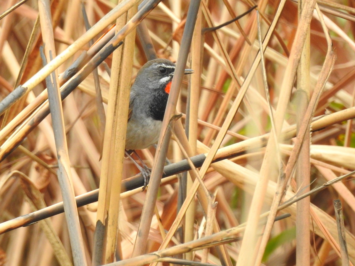 Chinese Rubythroat - ML218672511