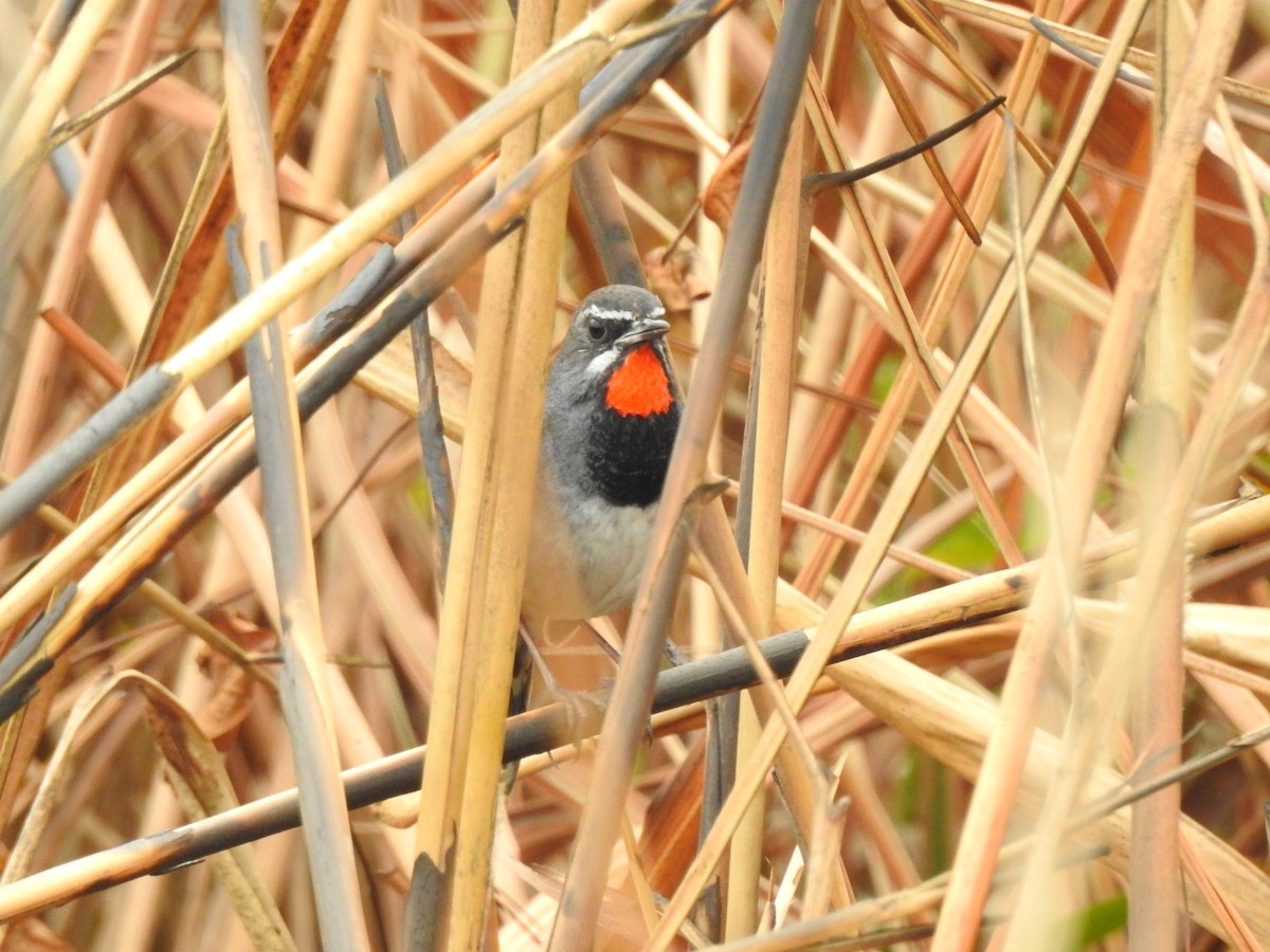 Chinese Rubythroat - ML218672521